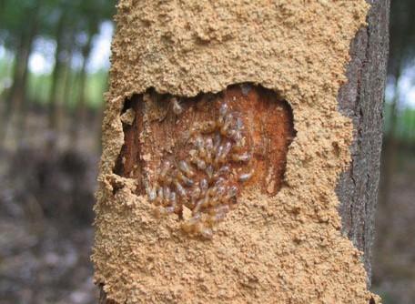 白蚁防治